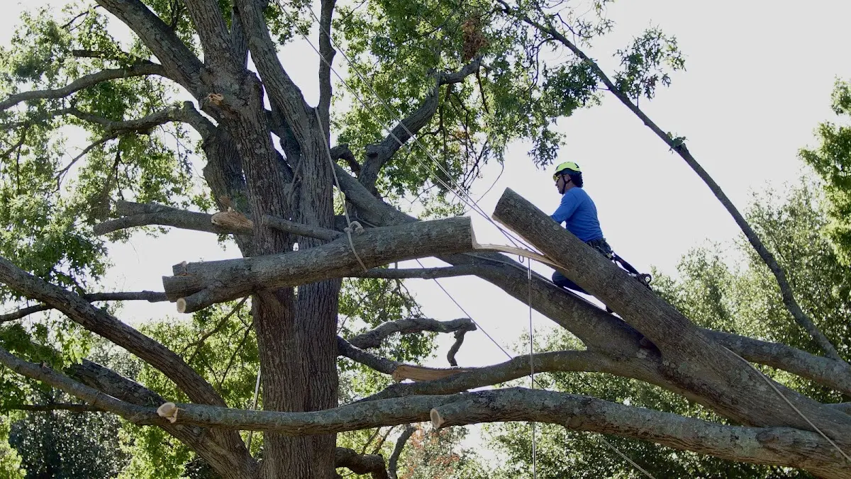 Professional Hazardous Tree Removal performed by certified arborists in Edgar