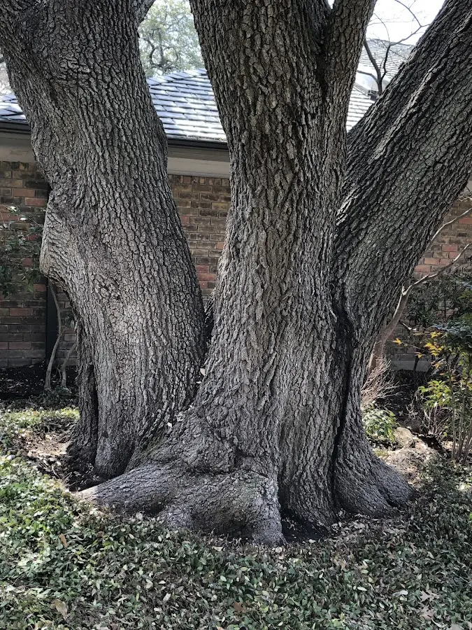 Mature heritage tree close to a Edgar property cared for by certified arborists